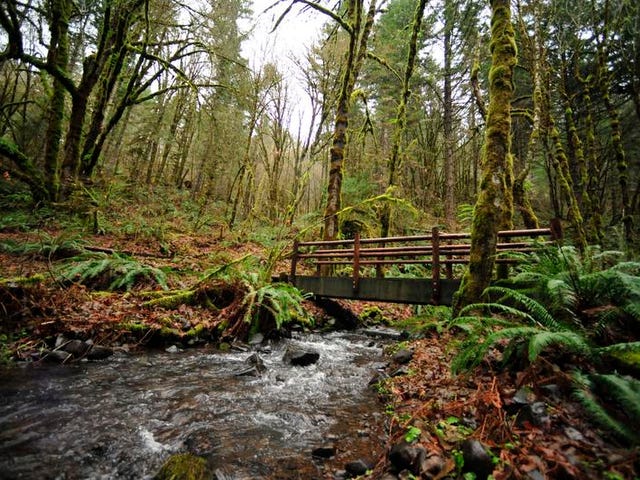 The 5 Best Hikes Near Corvallis Oregon The 5 Best Hikes Near Corvallis Oregon