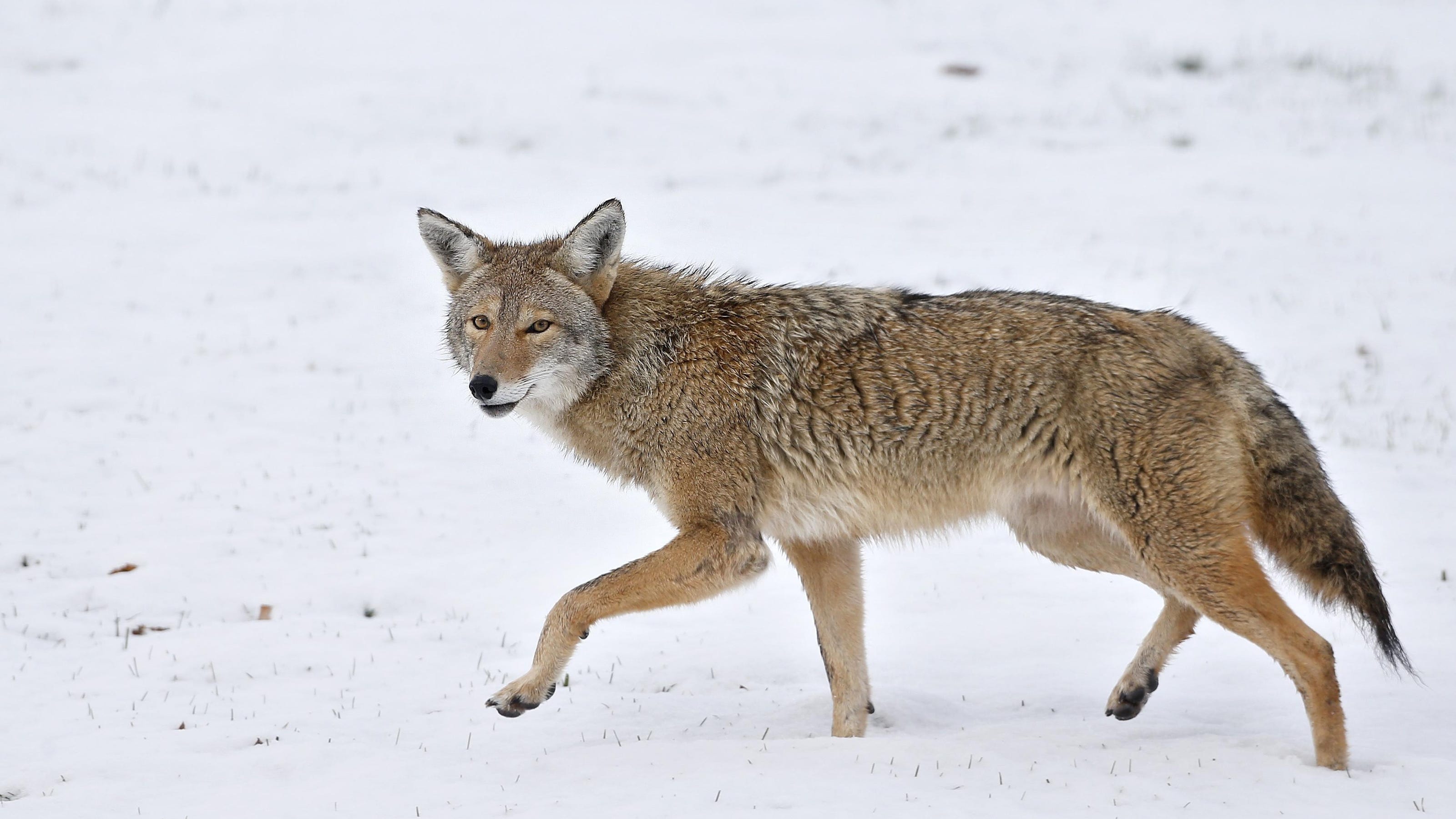 Hunting coyotes at night cruel, inhumane