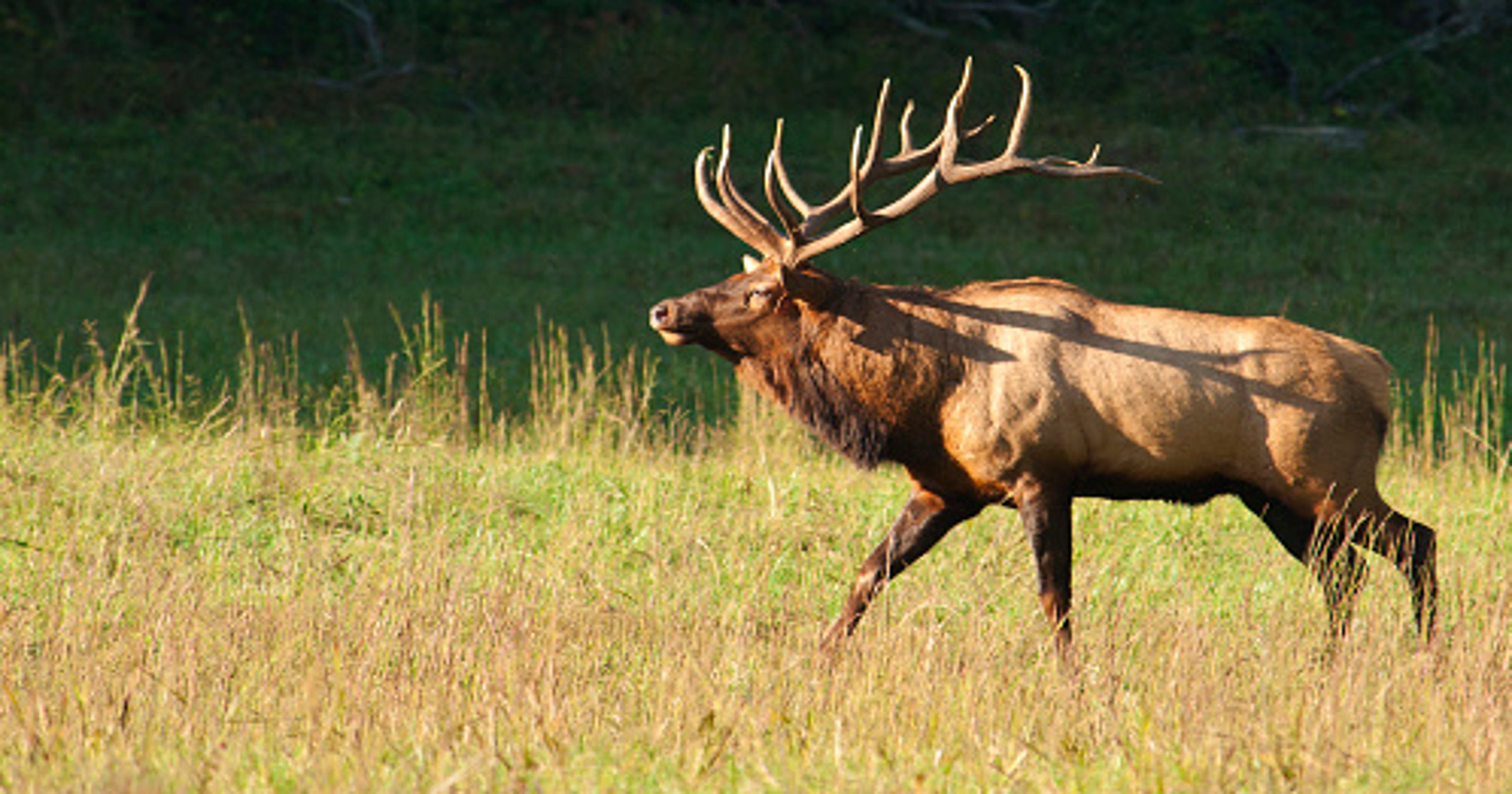 Benezette Pa Live Elk Cam