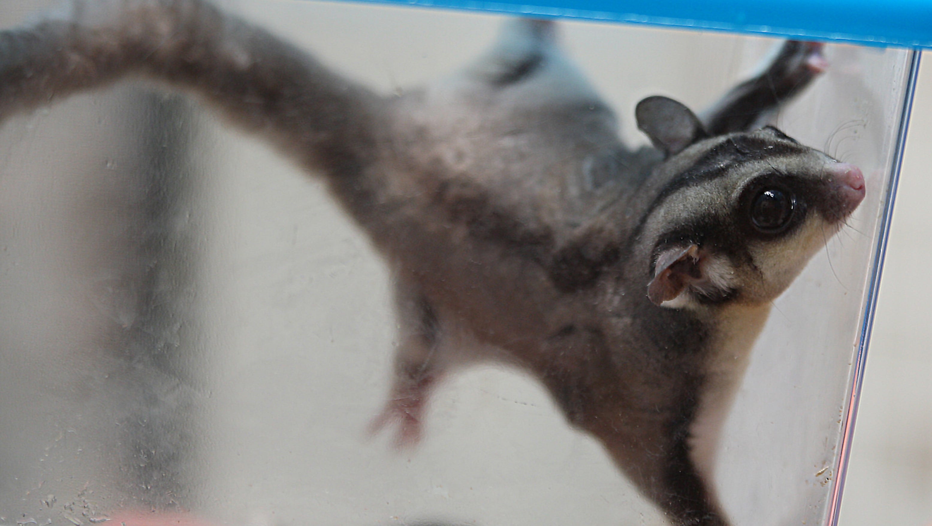 Meet Peanut A Sugar Glider From Australia
