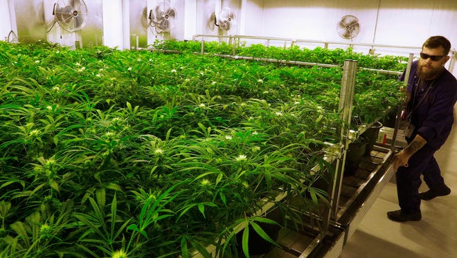 In this Sept. 15, 2015, file photo, lead grower Dave Wilson cares for marijuana plants in the "Flower Room" at the Ataraxia medical marijuana cultivation center in Albion, Ill. Florida voters will consider an amendment legalizing marijuana for people who suffer from a host of medical ailments.