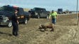 A pig was rescued near on Interstate 90 near Sioux