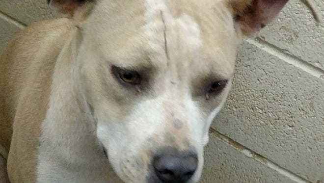 This 3-year old blue fawn and tan female Pitbull is named Buttercup. Buttercup was picked up in the 1300 block of Cassady. Her adoption fee is $132.03 plus tax.Includes shots and spay. For more information about adopting a Pet of the Week or other furry friends visit Alamogordo Animal Control, 2910 N. Florida Ave., Monday through Saturday between noon and 5 p.m. or contact them at 439-4330.