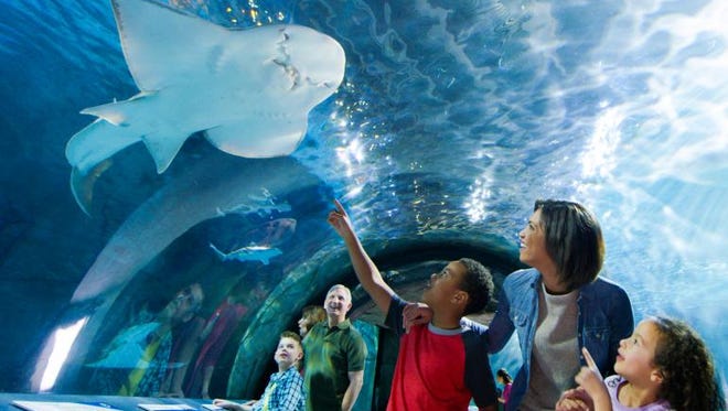 Shark tunnel at Newport Aquarium