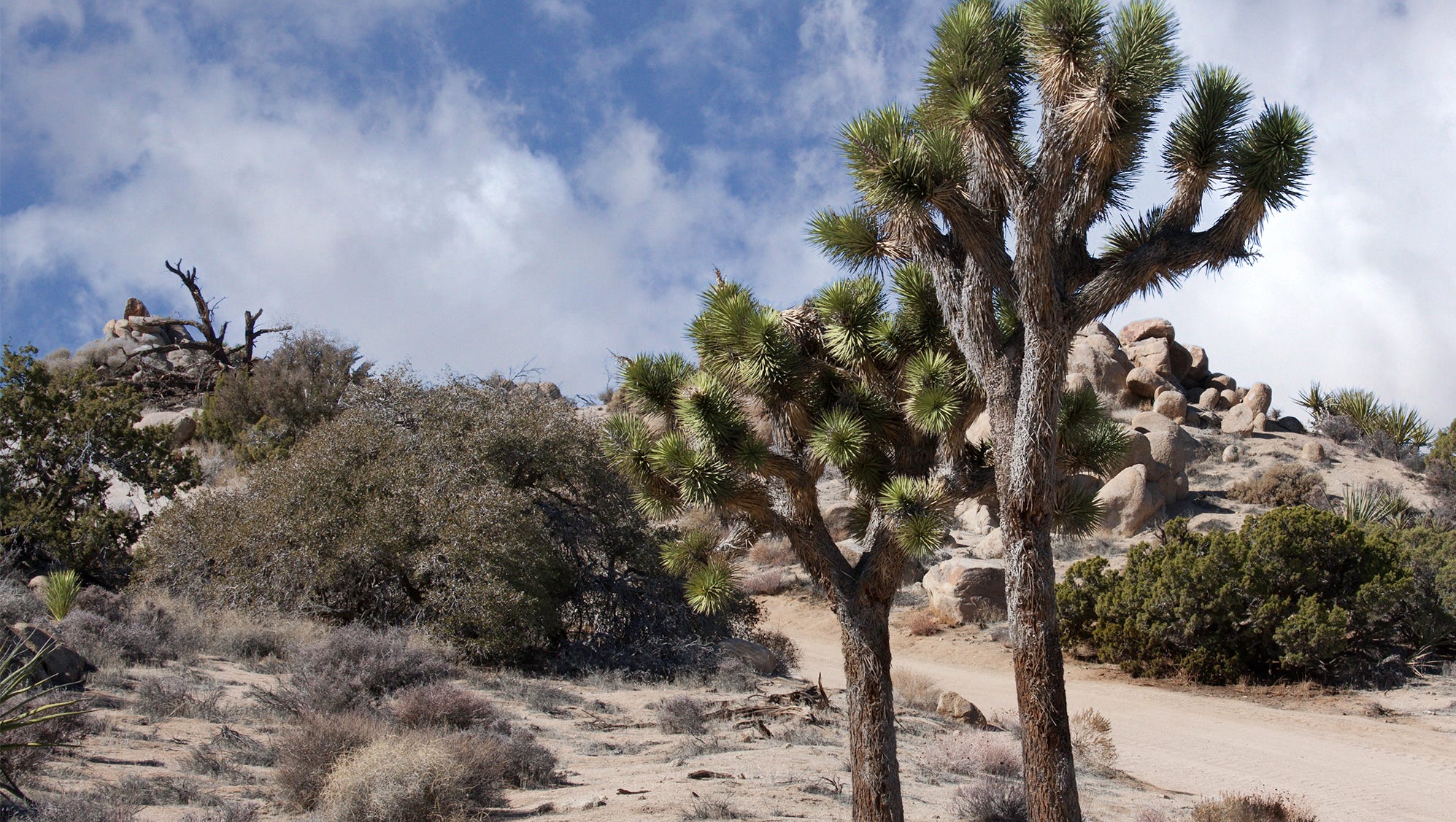 California Desert Artists Offer Poetry Prose Essays On Beauty