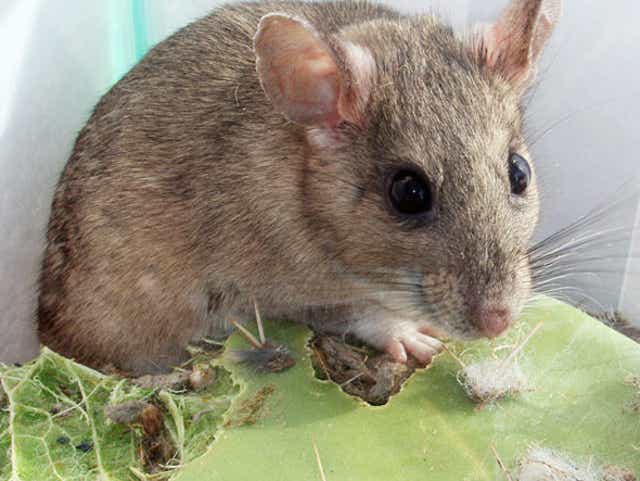 They May Be Cute But These Southwestern Rats Pack An Expensive Punch