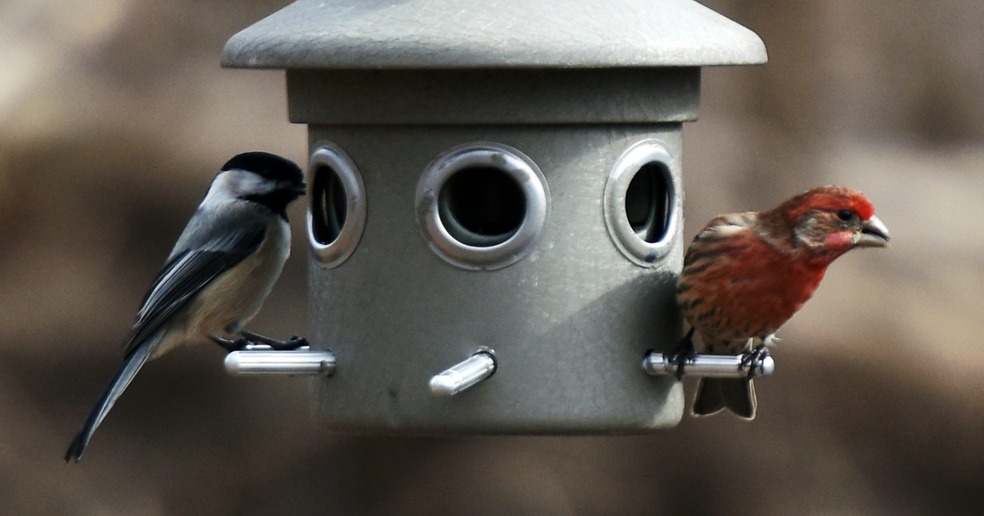 Bergen County Audubon hosts Great Backyard Bird Count