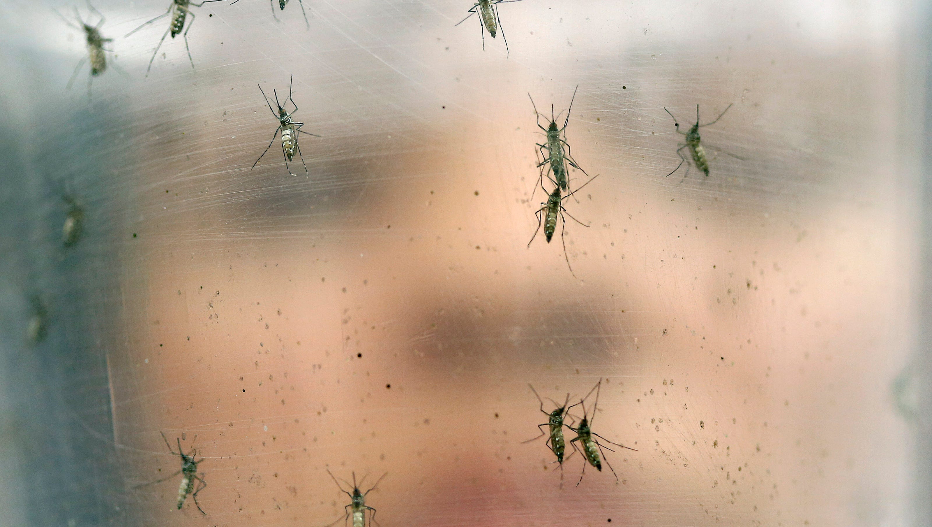 First Case Of Zika Virus Found In Riverside County 