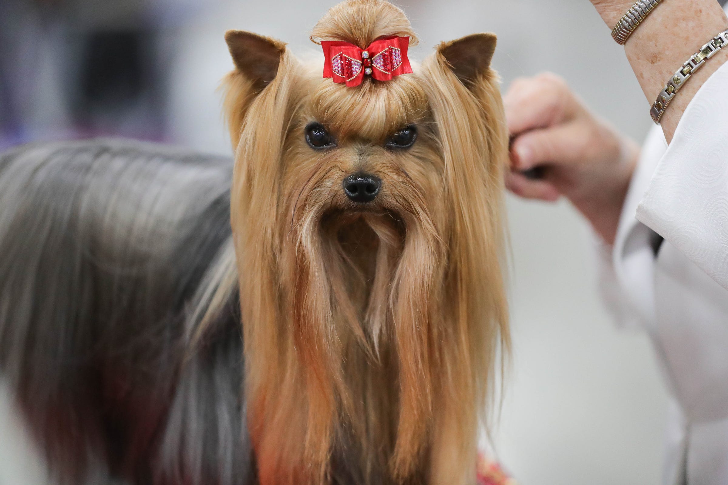 detroit kennel club dog show 2019