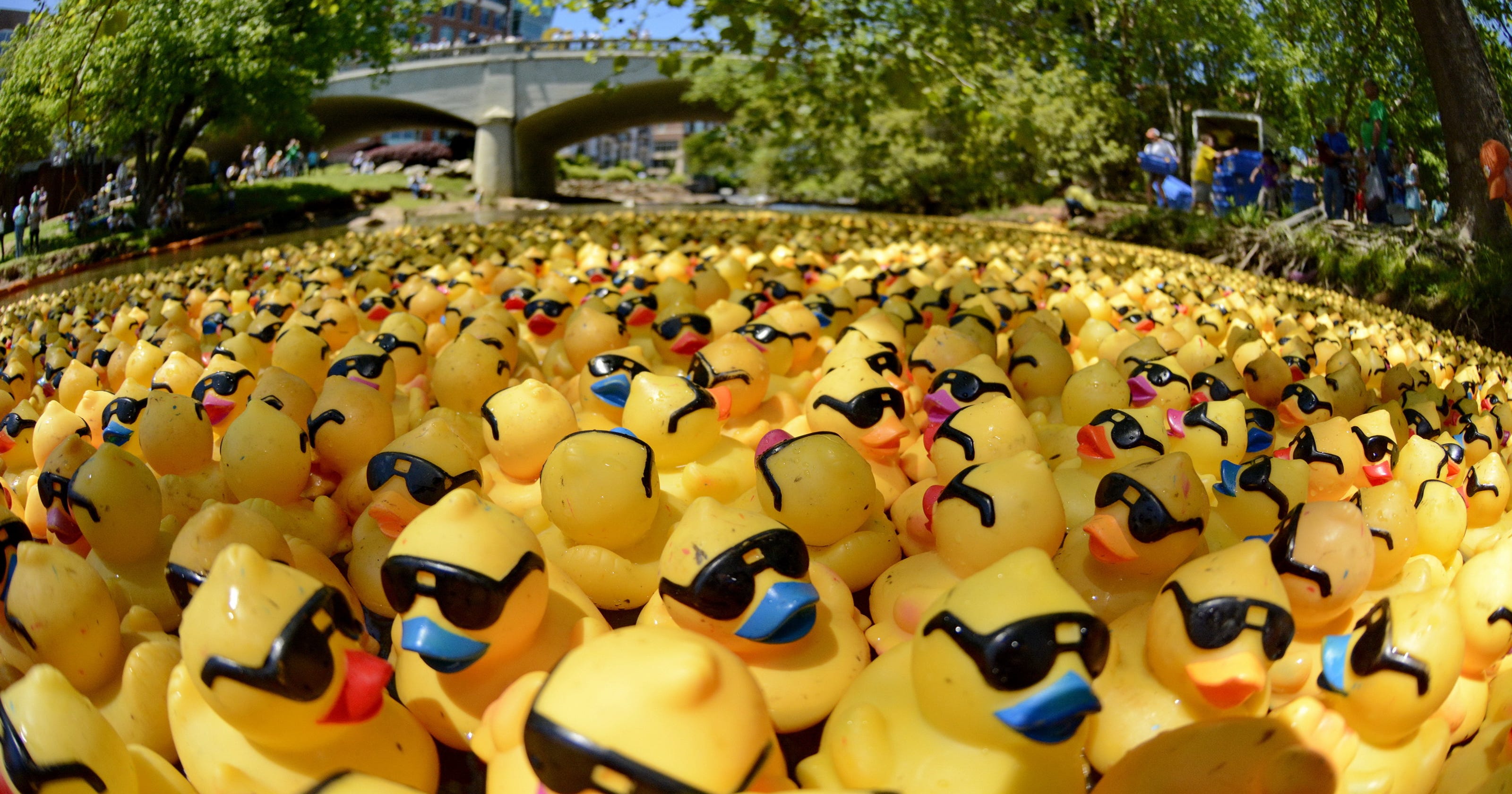 Rubber ducks to race in Greenville for charities