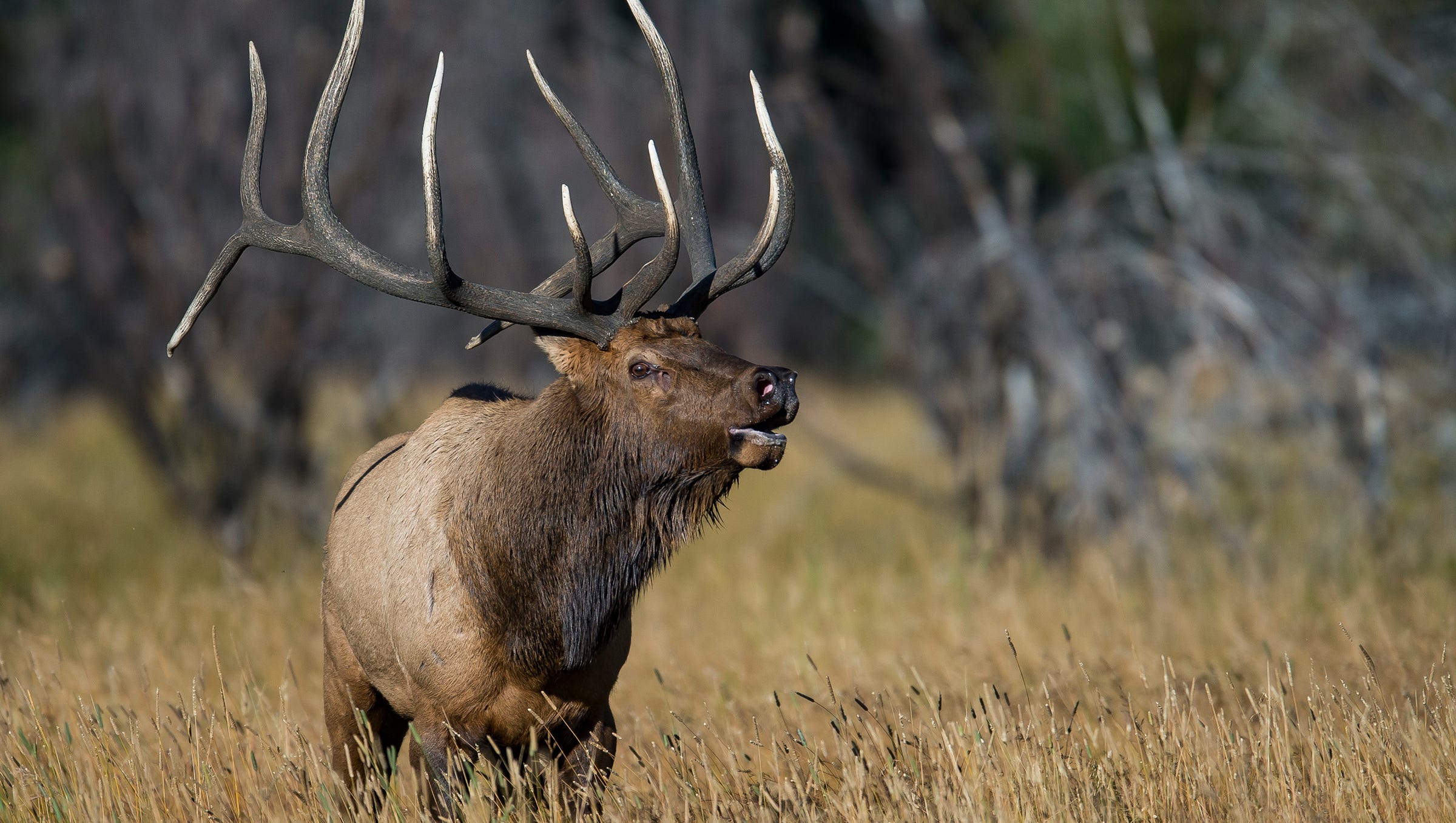 How to find bugling elk at Rocky Mountain National Park