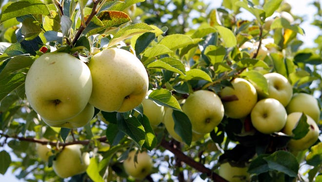 Branches loaded with apples greet pickers at the Elegant Farmer on Sept. 23 during the Autumn Harvest Fest, which runs weekends through Oct. 22. The more than 4,000 trees are zone picked with guides of what is being picked each weekend available for visitors.