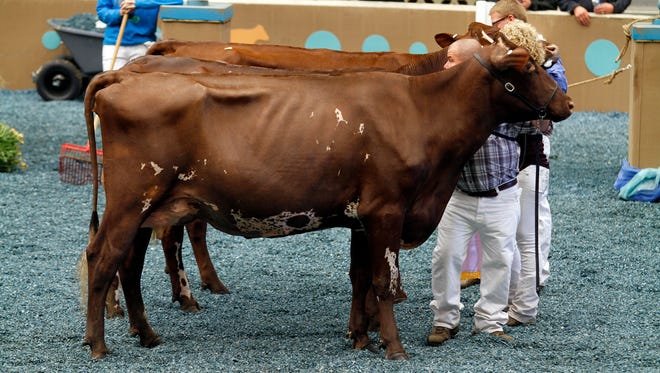 Farmers can compete with the best cattle in North America on the colored shavings this October by entering the 2018 World Dairy Expo Dairy Cattle Show.