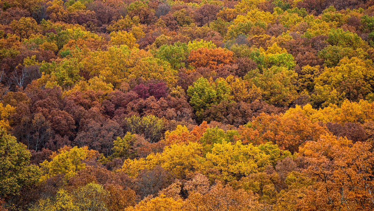 Stunning peak fall foliage at Indiana's Brown County State Park
