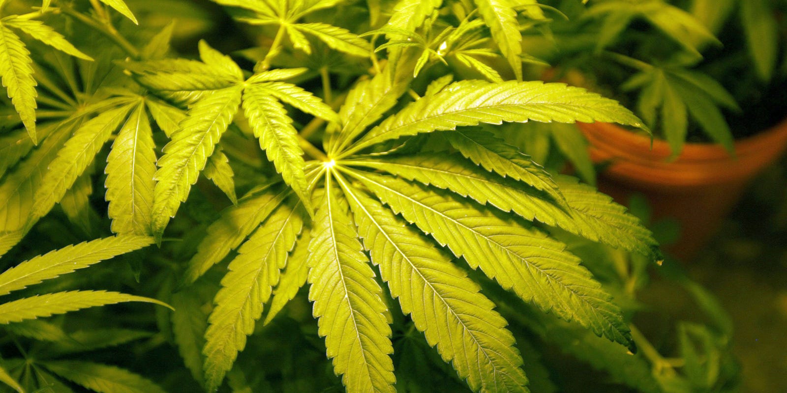 Michigan orders more than 200 medical marijuana businesses to shut down