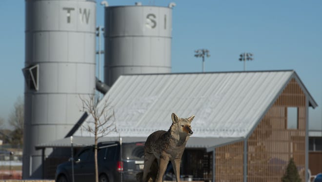 A realistic coyote decoy is secured to the ground on Tuesday, Feb. 13, 2018, at Twin Silo Park in Fort Collins, Colo.