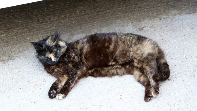 A barn cat relaxes outside a barn. A Georgia county has launched an adoption program for "barn cats," many of whom have lived around area barns with farm animals such as goats and horses.