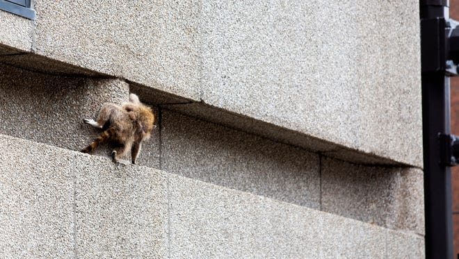 A raccoon scrambles along a ledge on the side of the Town Square building in downtown St. Paul, Minn., on Tuesday, June 12, 2018. (Evan Frost/Minnesota Public Radio via AP)