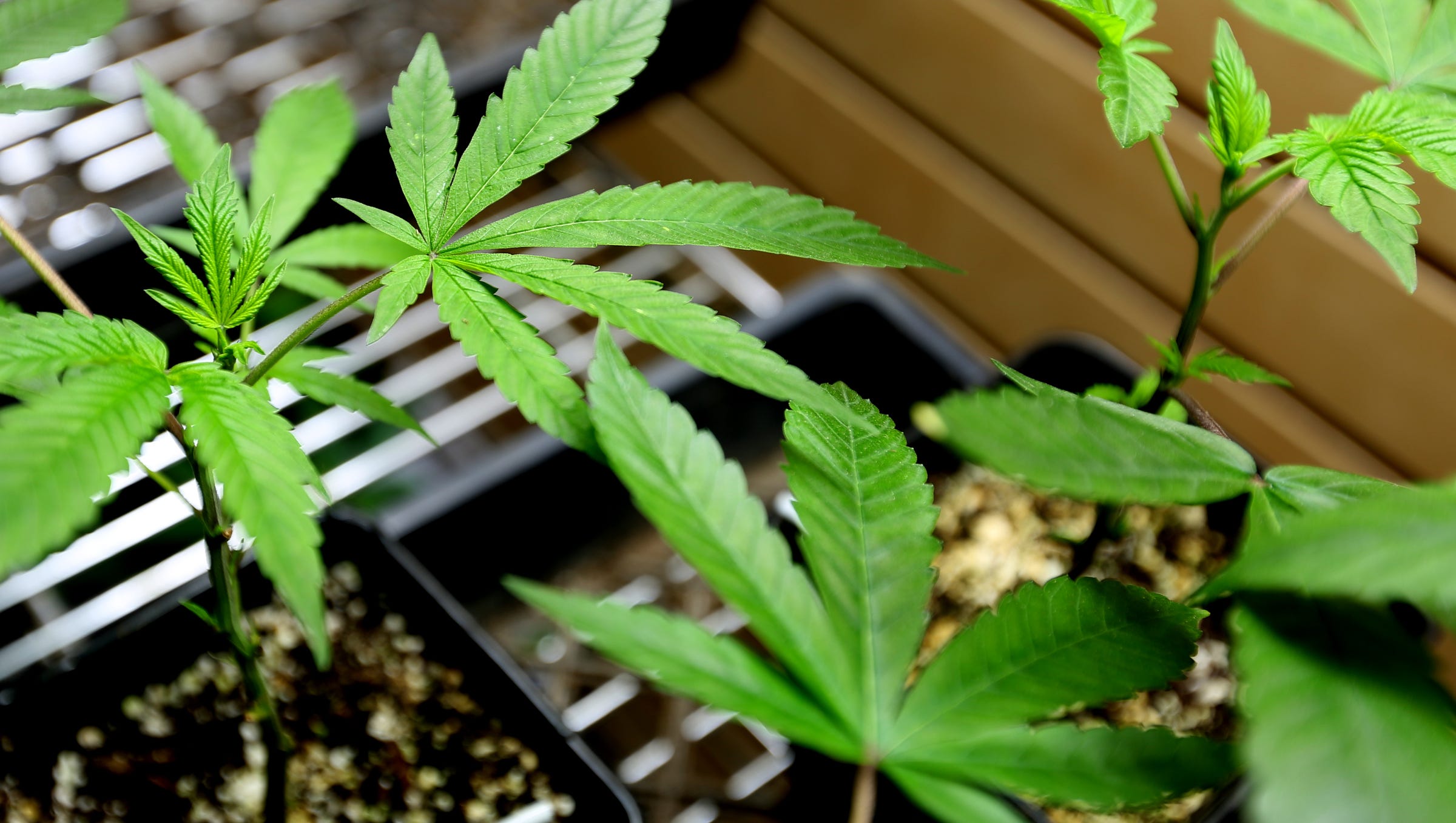 Arizona Supreme Court To Hear Case Involving Legality Of Extracts