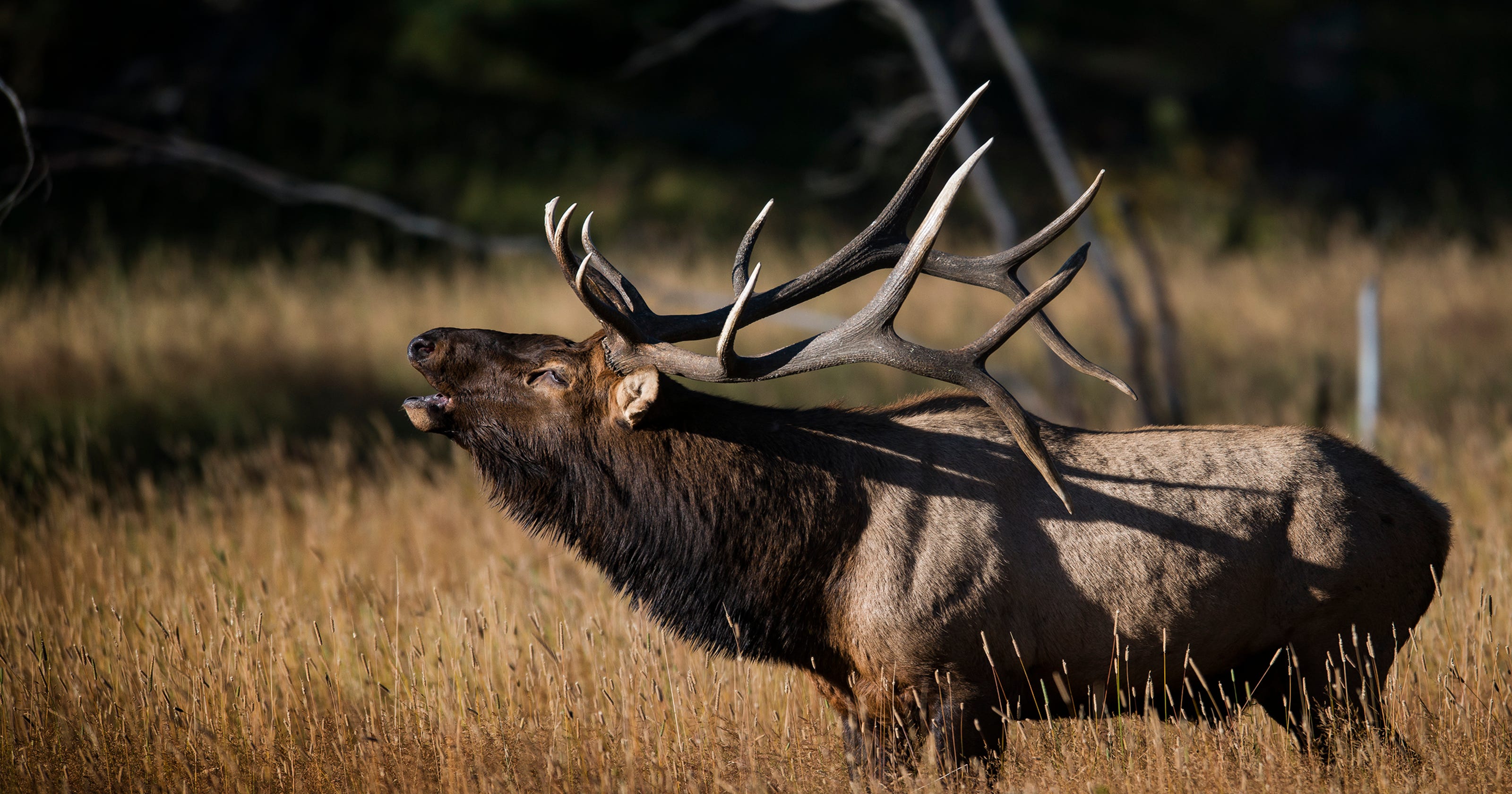 2 Large Bull Elk Killed In Rocky Mountain National Park
