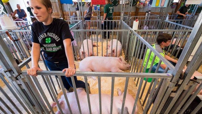 Jessica Niebauer, 19, stands in her pigs' stall Thursday, July 19, 2018 at the St. Clair County 4-H and Youth Fair livestock auction.