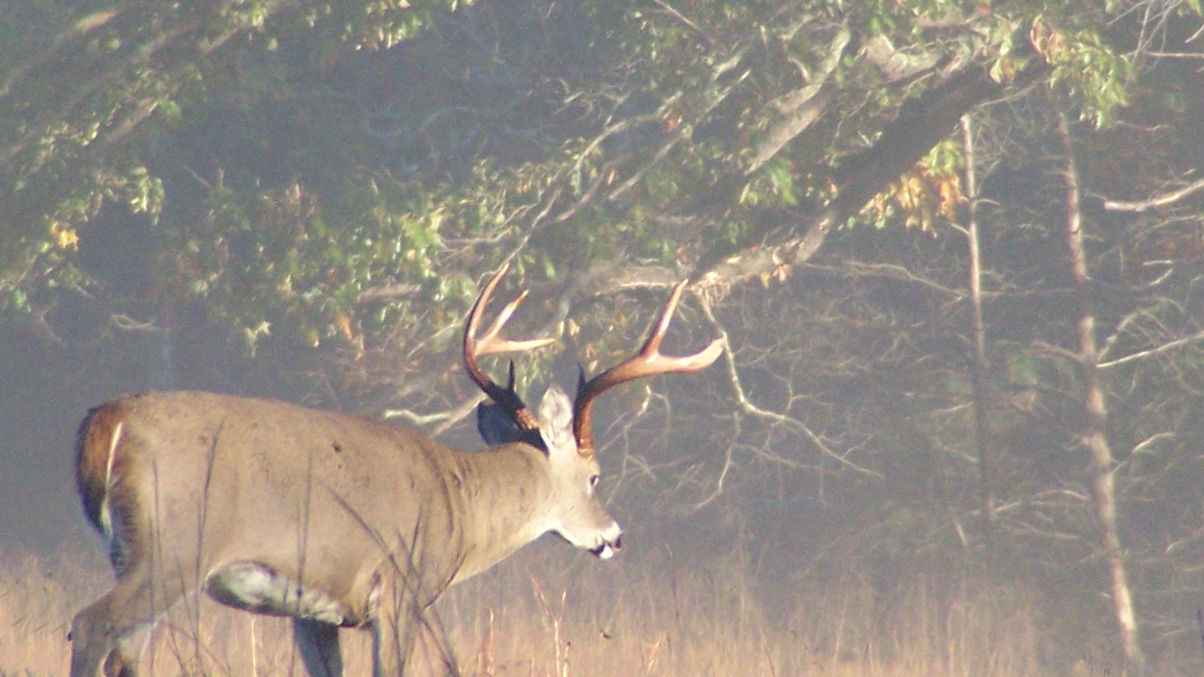 Establishing enforceable deer limit overdue