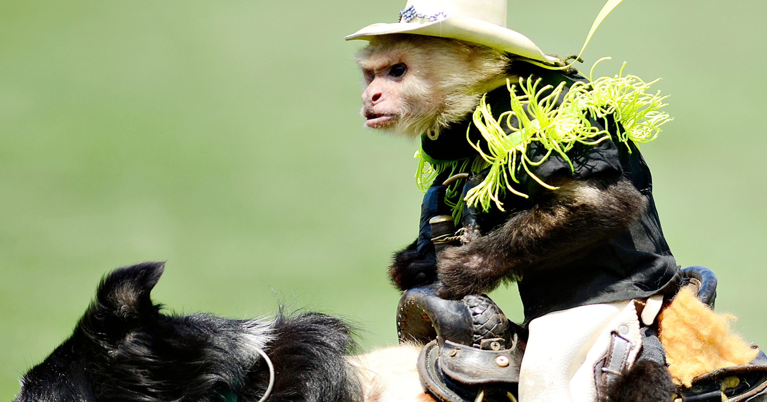 Protesters take aim at Cowboy Monkey Rodeo