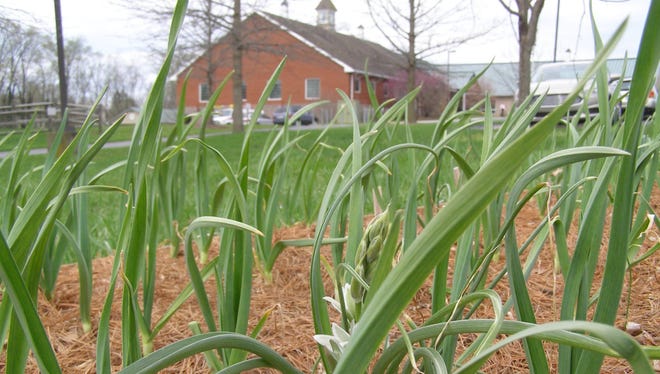 Garlic is shown growing in the Trial Gardens at the Adams County Extension Office in Gettysburg.