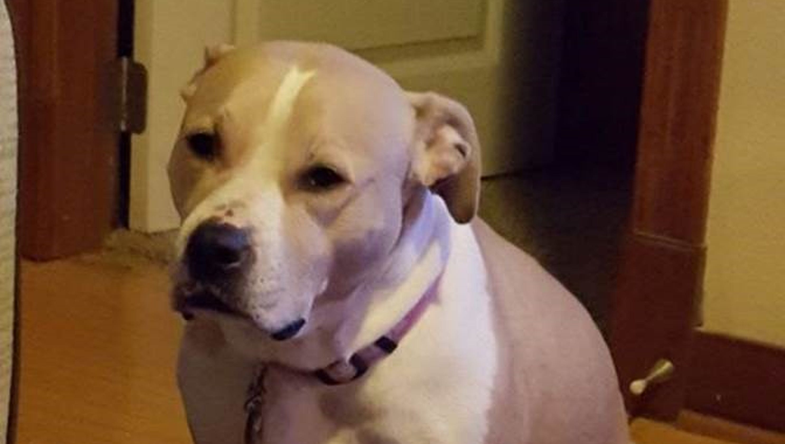 Pinky the dog wins in Iowa appeals court which calls city rule too vague