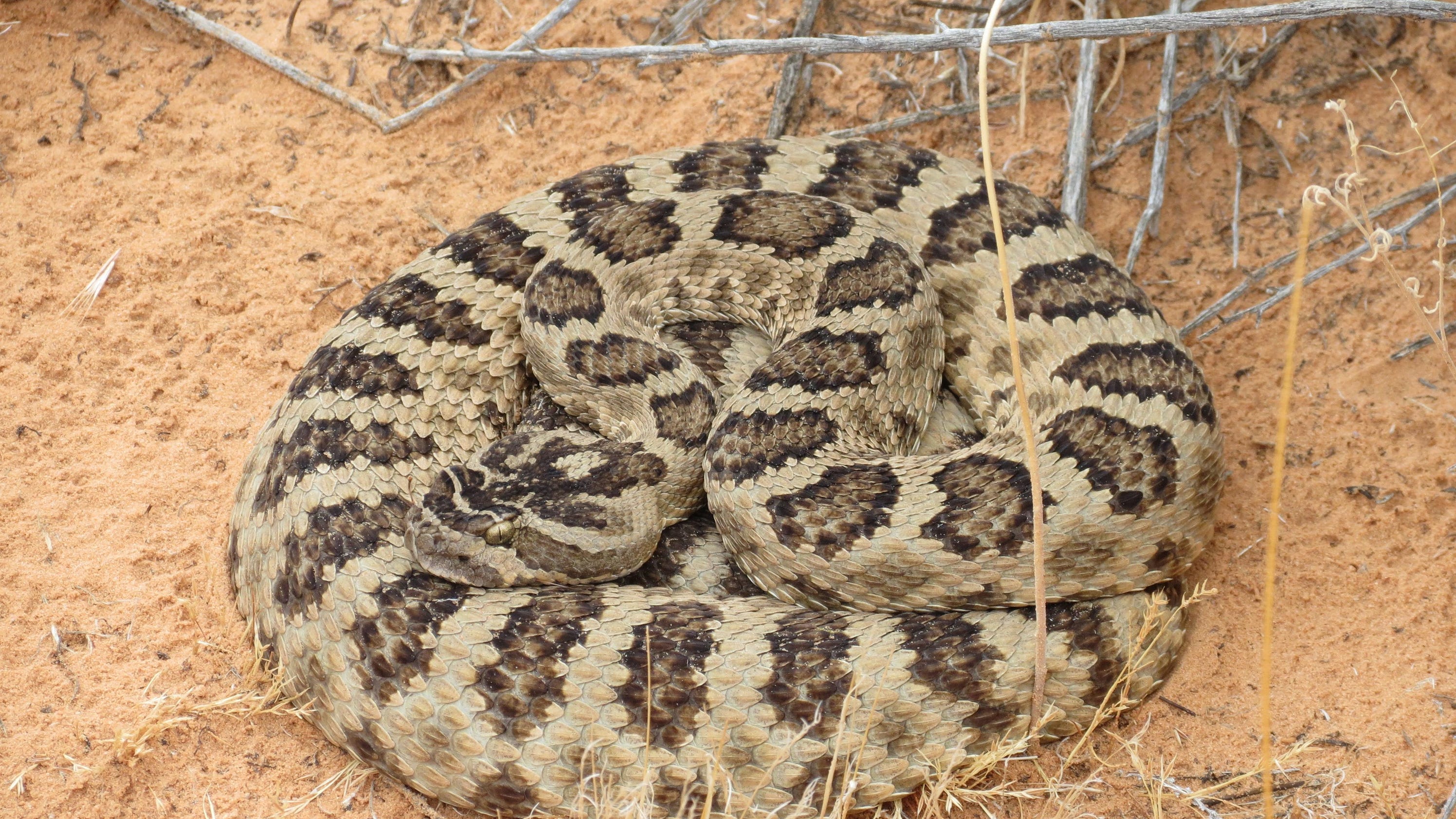 Dr. Beth Consider rattlesnake vaccine for your dog