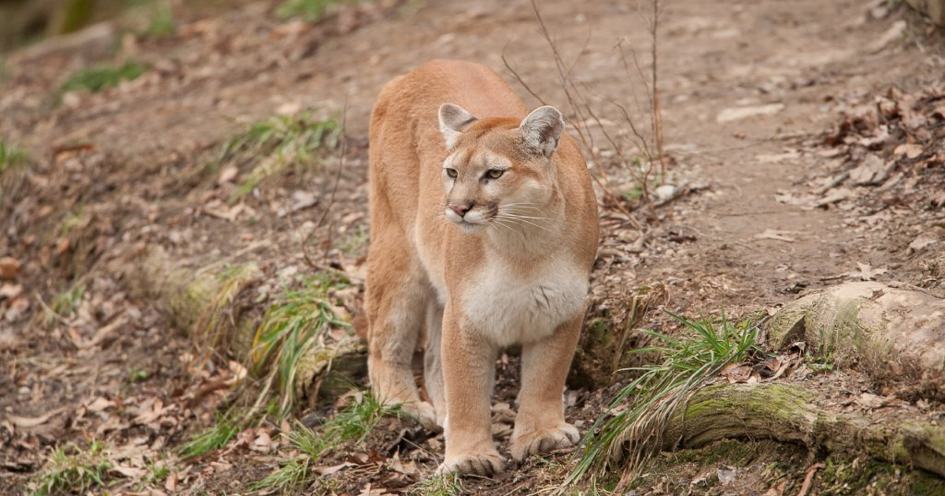 Mountain Lions In Missouri Now Theres Proof -