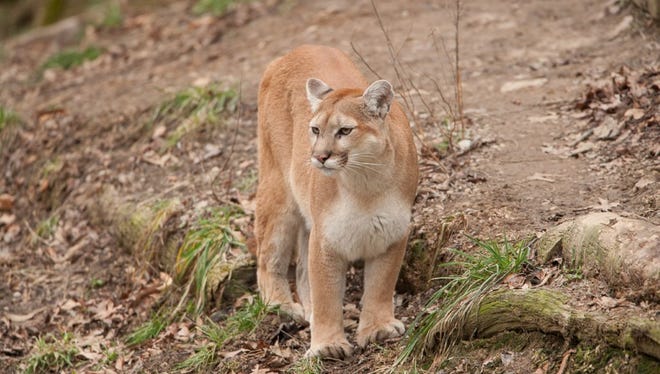 Mountain Lions In Missouri Now There S Proof
