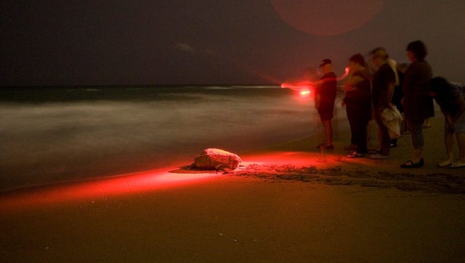 The Treasure Coast’s beaches are some of the most important nesting sites in the world for loggerhead sea turtles, which is why it’s vital to educate yourself on the ways to minimize your impacts on nesting turtles. Join Florida Oceanographic Society this summer for one of their Nighttime Sea Turtle Walks for a chance to observe the nesting behavior of a loggerhead sea turtle in action.