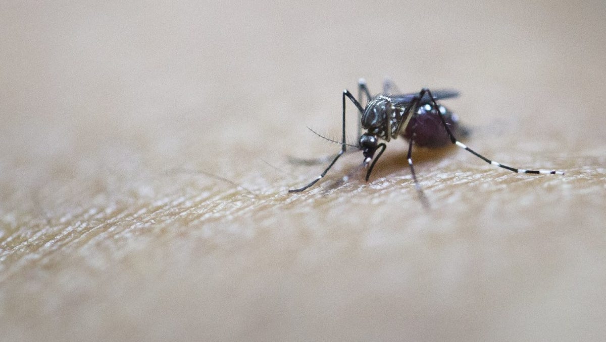 Here S How To Protect Yourself From Mosquitoes And Ticks