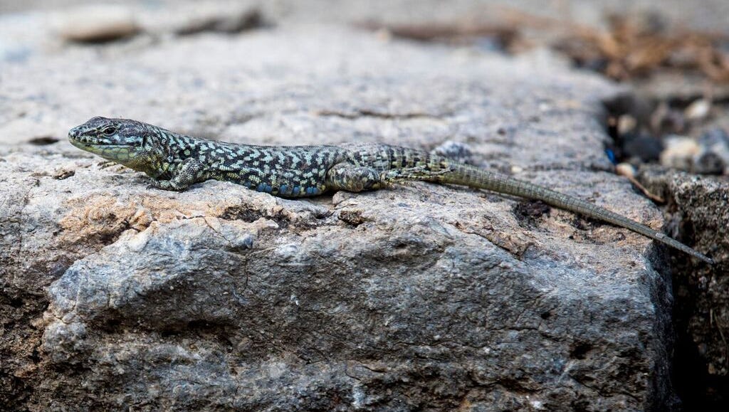 These Lizards Are Just About Everywhere In Cincinnati Here S Why