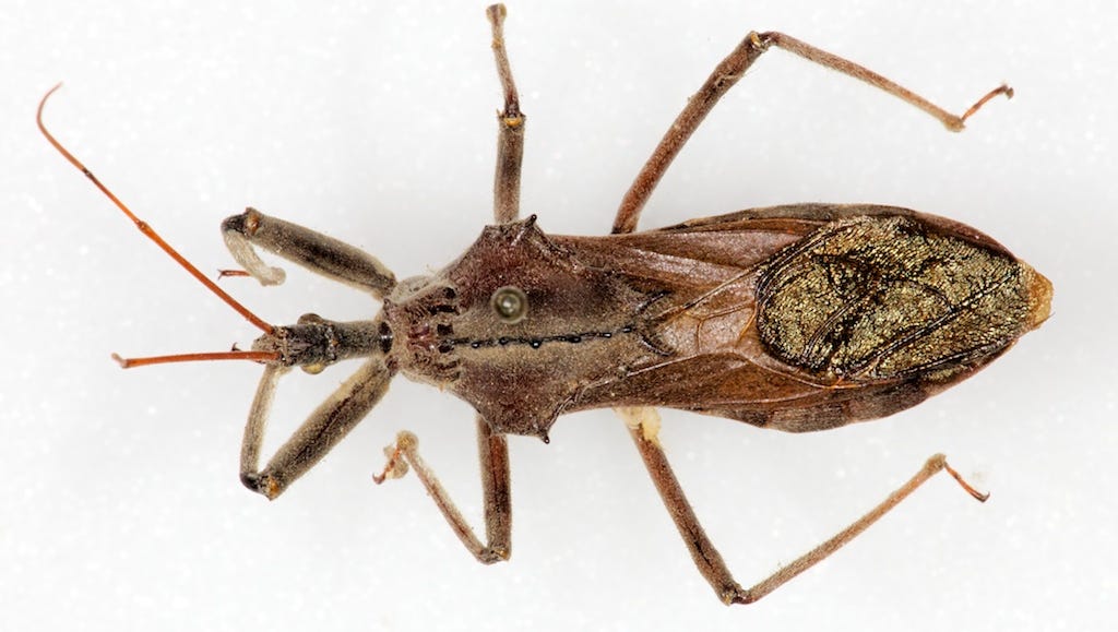 Texas Has 11 Types Of Kissing Bugs And All Carry Deadly Chagas Disease