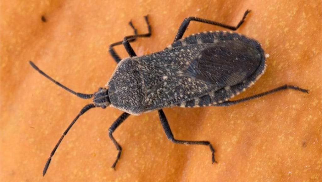 Texas Has 11 Types Of Kissing Bugs And All Carry Deadly Chagas Disease