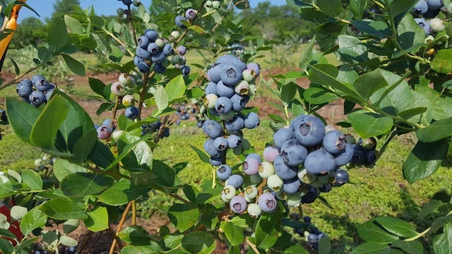 Blueberries are ripe for picking at Jubilee Orchards on Miccosukee Road.