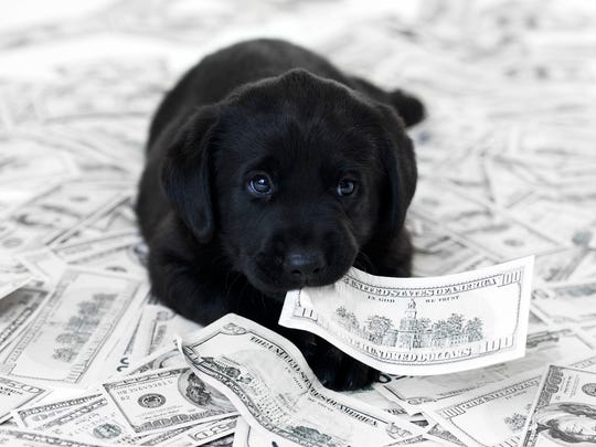 Dog on a pile of money with a bill in his mouth