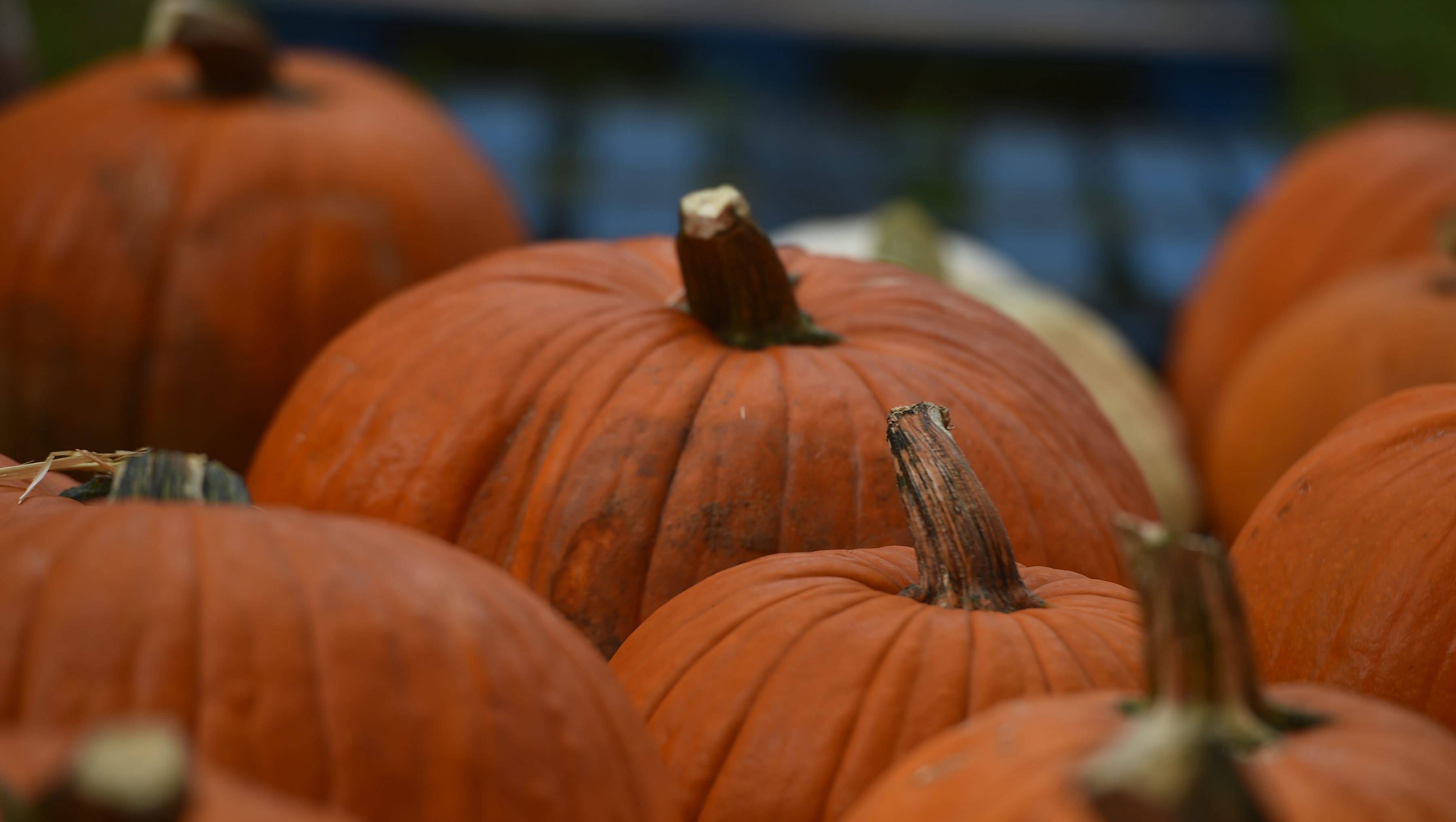 National Pumpkin Day 2018 Where To Find Pumpkin Spice Products
