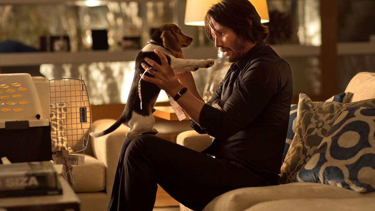 John Wick Beagle Is Cutest Dog In The World,Black Hair Anime Boy With Gun