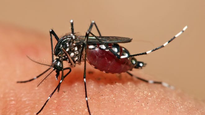 
A sample of mosquitoes collected from a trap just east of Desert Hot Springs has tested positive for West Nile Virus — the first sign of the virus in the west valley in 2014 — the Coachella Valley Mosquito and Vector Control District said Friday.

