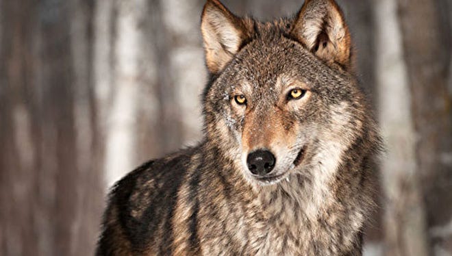 The Ridges Sanctuary holds a free, two-part class.on learning to track carnivore mammals, such as the wolf.