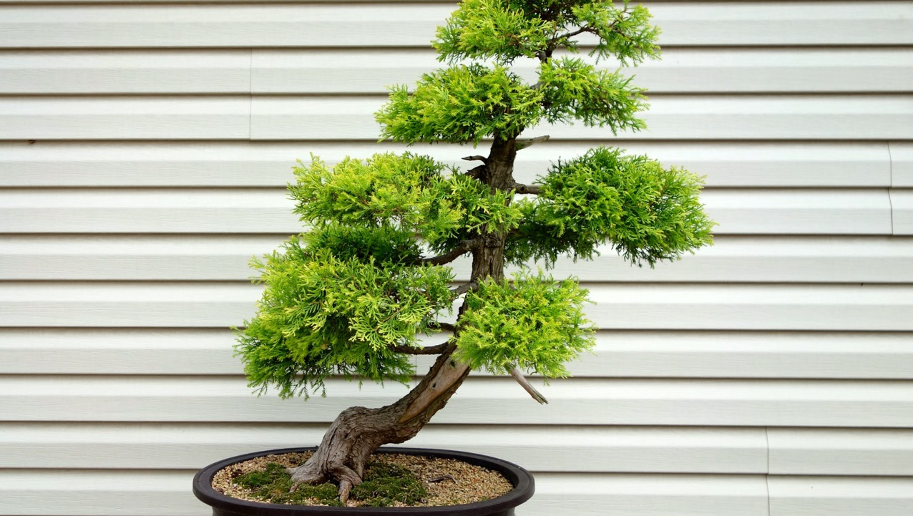 Good trees come in small packages