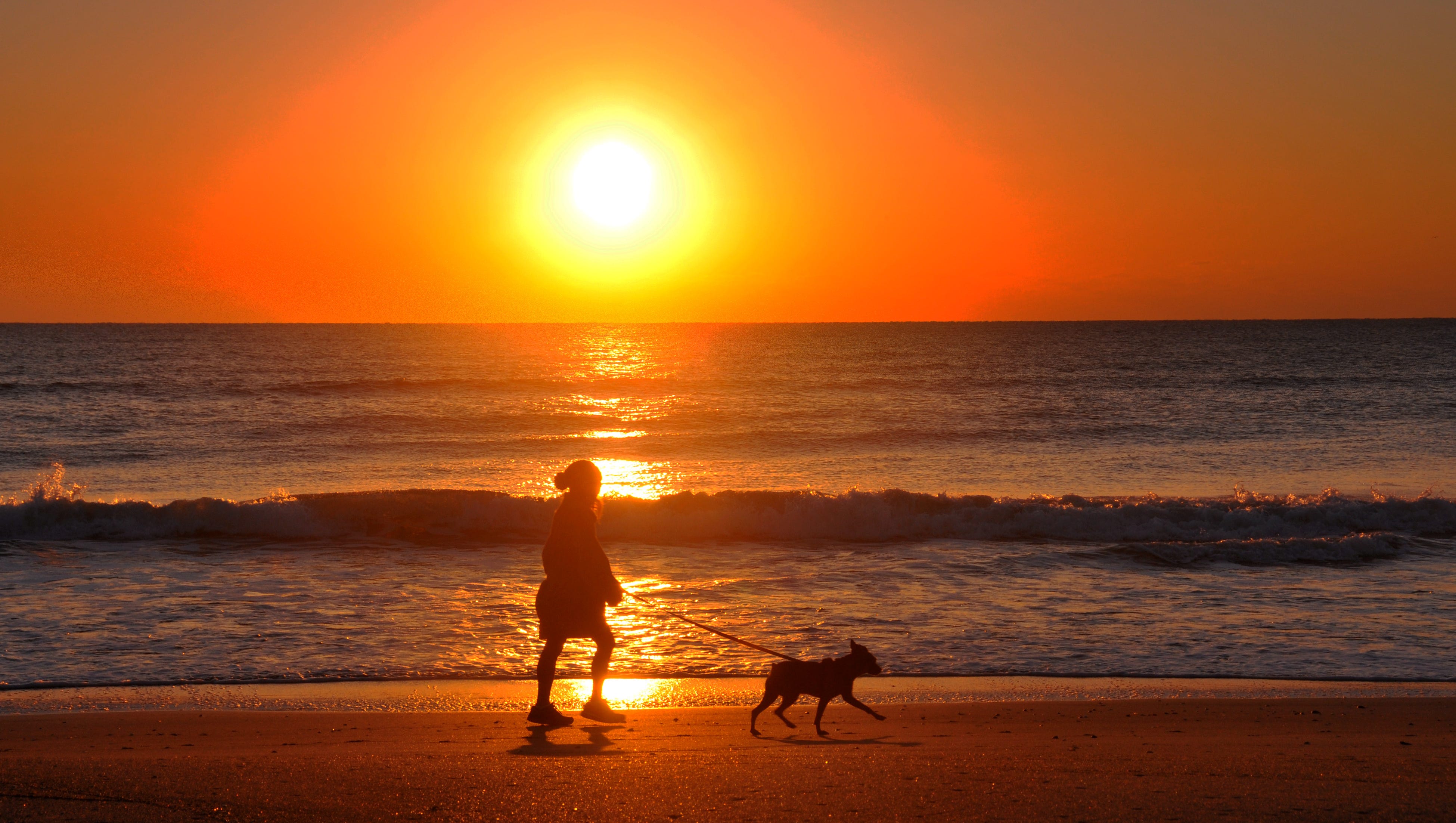 Are Dogs Allowed On Orange Beach
