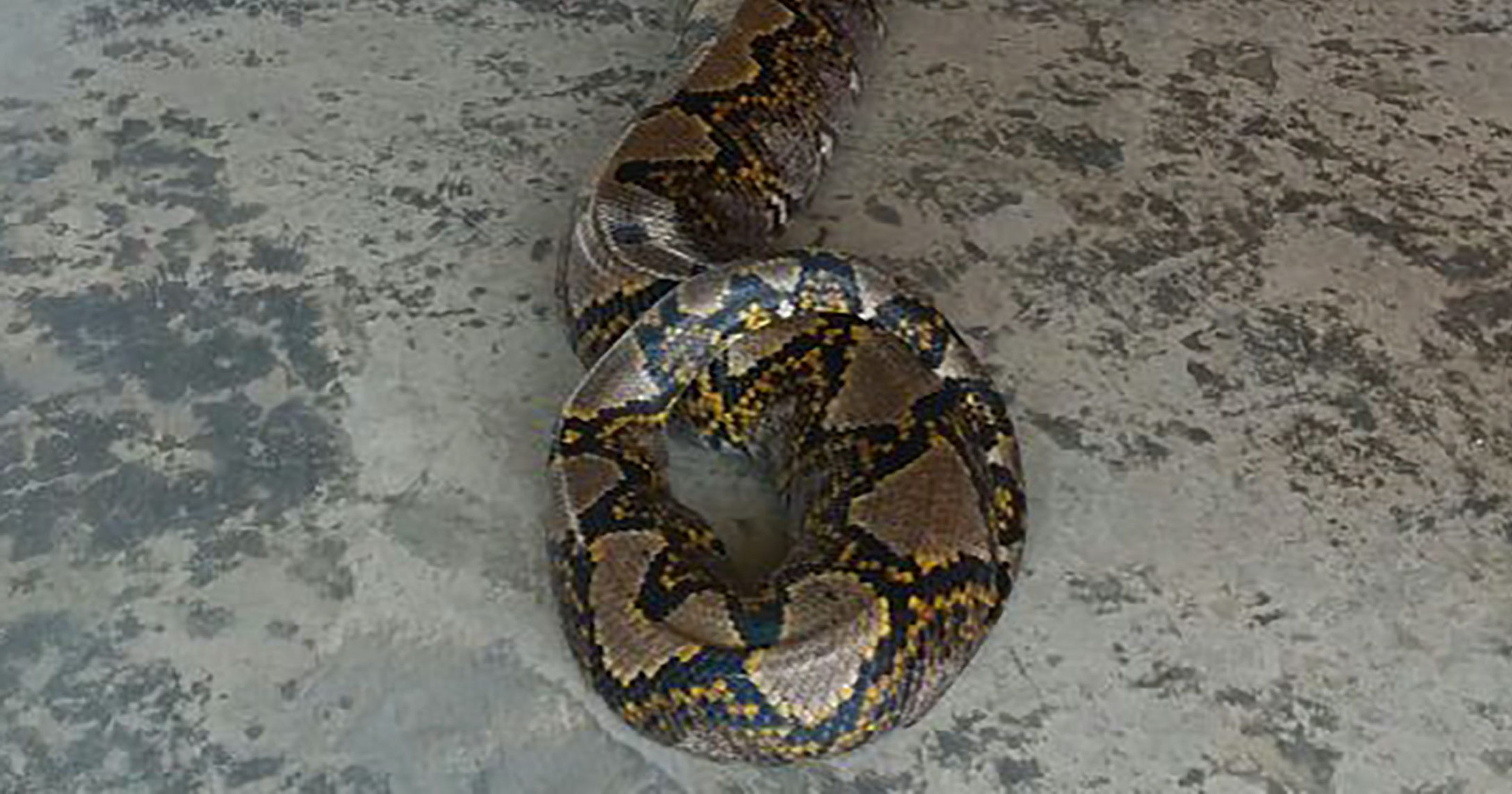 26 foot long python might be longest snake ever caught