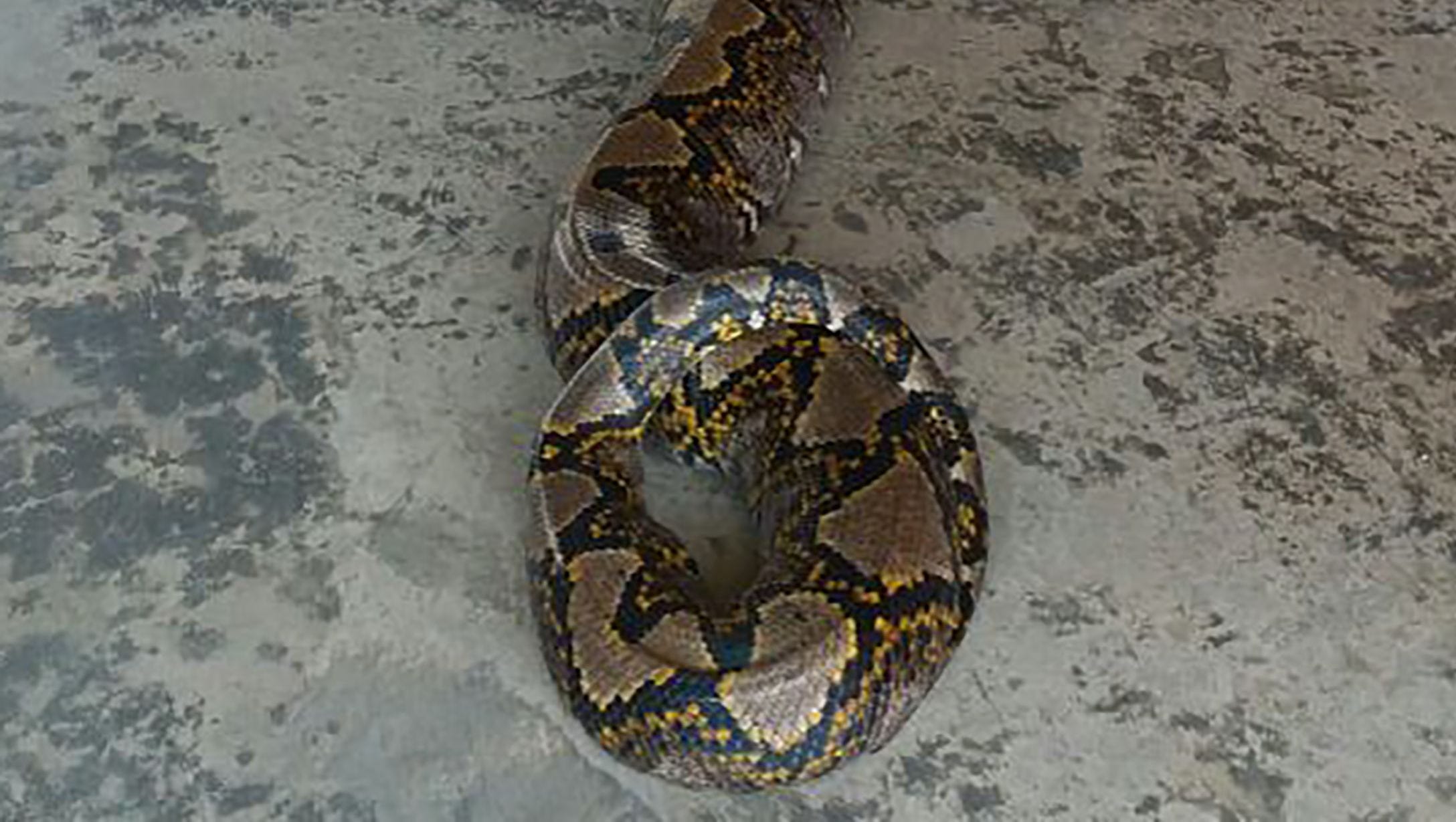 26-foot-long python might be longest snake ever caught