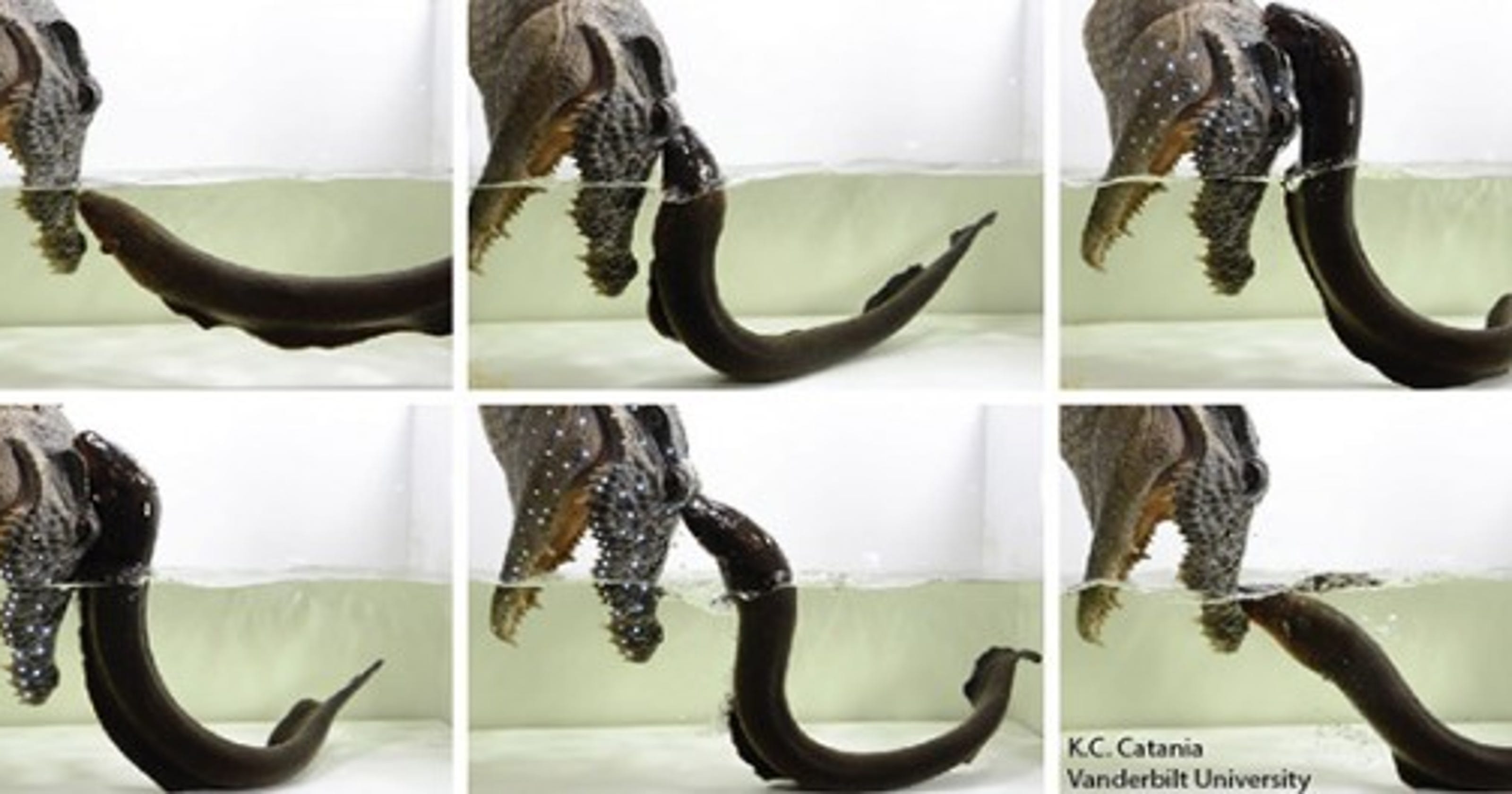 Electric eels can jump out of the water to attack