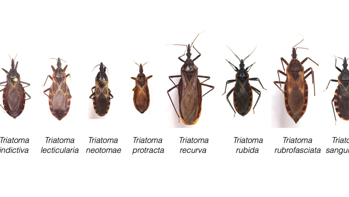 Texas Has 11 Types Of Kissing Bugs And All Carry Deadly Chagas Disease