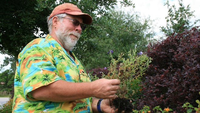 “Detective Bachman” examines a struggling plant to determine how to address the problem it faced in the landscape.